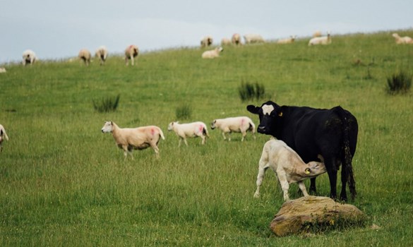 Sheep and cattle in a grassy, sloped field